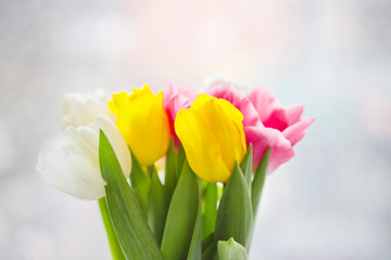 Beautiful pink and purple tulips. A bouquet of flowers for March 8, or Valentine's day