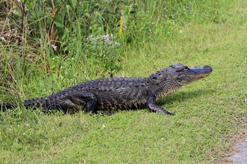 a crocodile of everglades