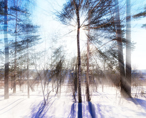  sun shines through the trees Winter forest Russia