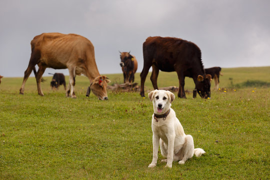 A livestock guardian dog and the herd of cow