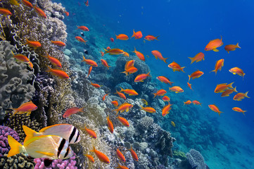 Fototapeta na wymiar Tropical fish and Hard corals