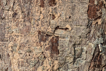  surface of the bark.