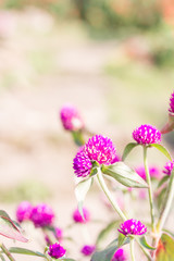 Globeamaranth blooming (Gomphrena globosa)