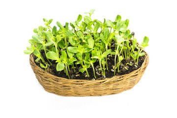 easy implant sunflower sprouts in a rattan basket isolated on white background
