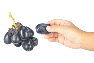 Hand pick delicious and fresh black seedless grape isolated on w