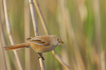 Bearded reedling  with food for chicks/Bearded reedling  with food for chicks in its beak