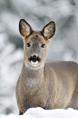 Roe deer (Capreolus capreolus) portrait in winter. Roe deer with snowy background. Roe deer in winter. Roe deer in forest. Roe deer with snowy trees on background.