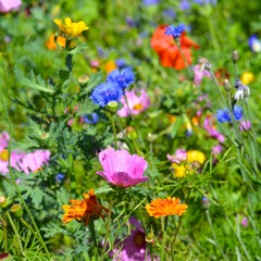 Obraz na płótnie Canvas Grußkarte - Blumenwiese - Sommerblumen