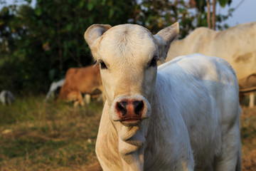Little Cow looking to camera funny moment