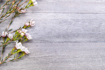 beautiful baby's breath