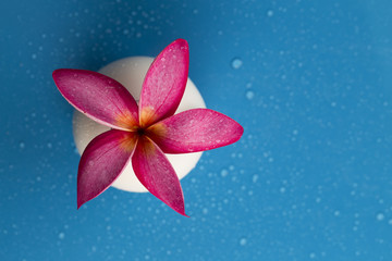 Plumeria Flower