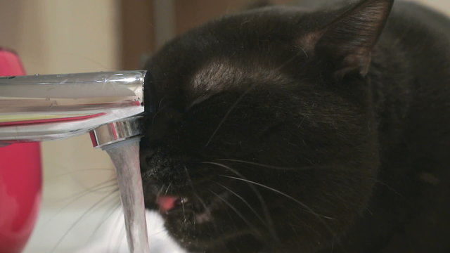 Black cat drinks water from the faucet