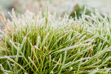 Frozen Grass