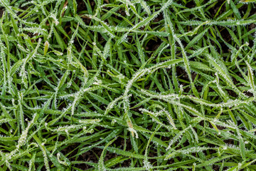 Frozen Grass