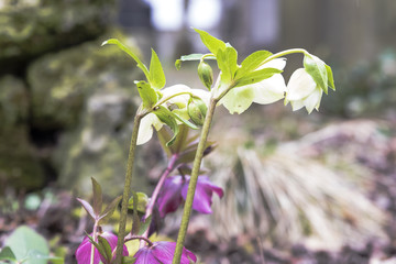 Tombstones in a cemetery park outdoors