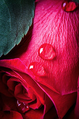 rosa rossa © Silvano Rebai