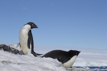 Adélie Penguins, Antarctica. 
