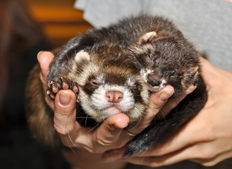 Fototapeta na wymiar ferret on the hands