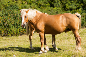 Obraz premium Brown and White Mare with Foal / Brown and white horse with foal in mountain. National Park of Adamello Brenta, Trentino Alto Adige, Italy