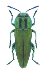 Beetle metallic wood borer Anthaxia hungarica hungarica