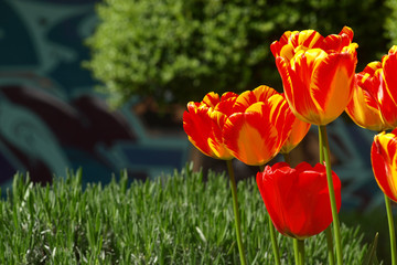 Tulipanes - 11