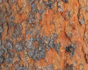 Pine bark background