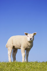 Texel lamb on the island of Texel, The Netherlands