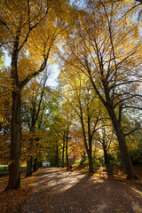 Lindenallee in Herbstfarben