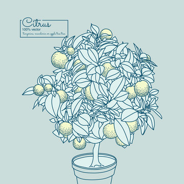Drawing of a small lemon citrus tree in a pot in contour style