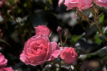Rote Rosen