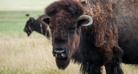 Buffaloes © forcdan