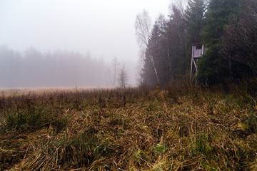 Leśna polana © podlaski49