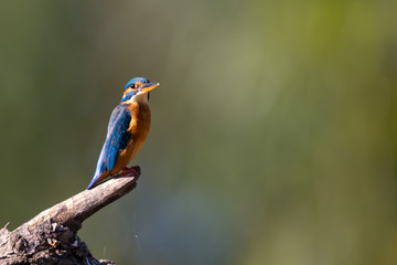 Martin-pêcheur d'Europe