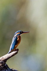 Martin-pêcheur d'Europe