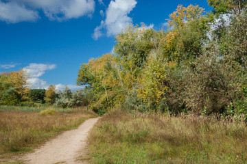 Fototapeta na wymiar Field, trees, early autumn