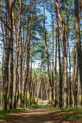 Obraz premium Pine forest