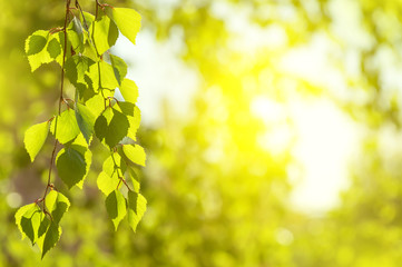 Fototapeta premium Spring background with birch branches in the sun