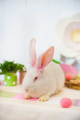 Easter rabbit eating parsley