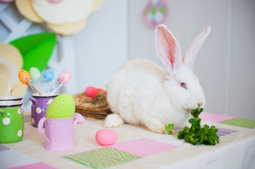 Easter rabbit eating parsley