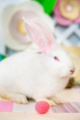 Rabbit sitting near Easter eggs