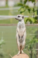 Meerkat standing on the stone