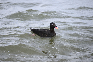 ビロードキンクロ雄