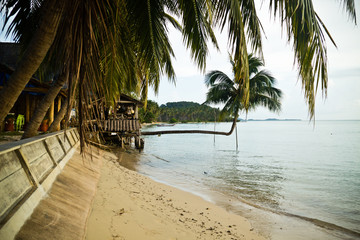 Abgeknickte Palme am Strand von Koh Samui