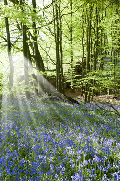 Bluebells in Woodland