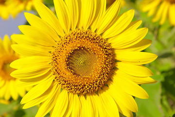 Fototapeta premium Sunflower