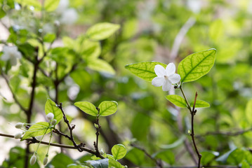 Orang Jessamine flower in garden