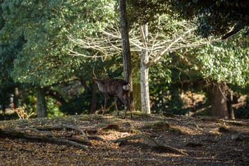 奈良公園の鹿 