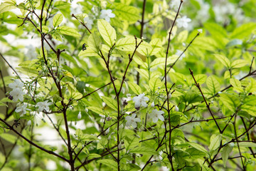 Orang Jessamine flower in garden
