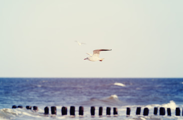 Vintage stylized birds flying over sea, shallow depth of field.