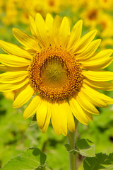 Obraz premium Sunflower